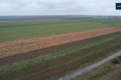 nowa-wies-gmina-rydzyna-nieleglana-uprawa-kukurydzy-001