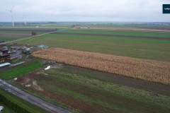 nowa-wies-gmina-rydzyna-nieleglana-uprawa-kukurydzy-002