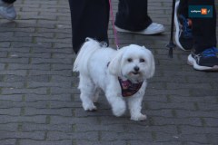 bieg-niepodleglosci-2025-rydzyna-249