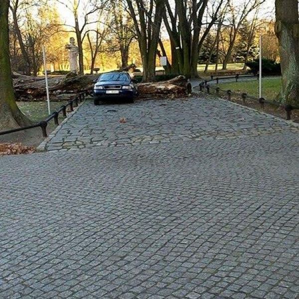 Drzewo runęło na samochód