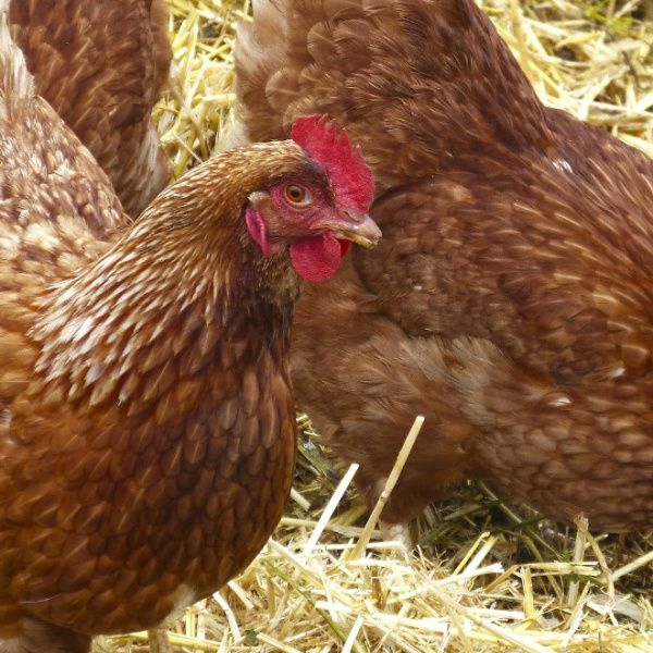 Obowiązek zgłoszenia faktu posiadania drobiu/ptaków