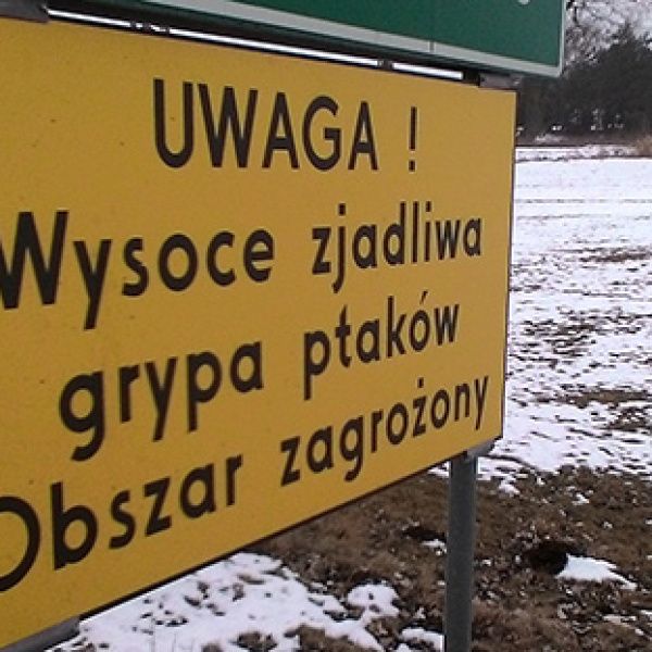 Dramat polskich producentów drobiu