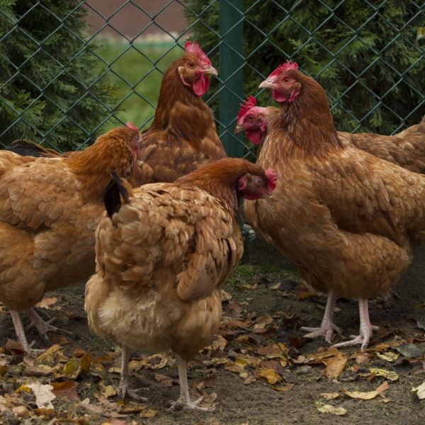 PRZYPOMINAMY – Obowiązek zgłoszenia faktu posiadania drobiu/ptaków