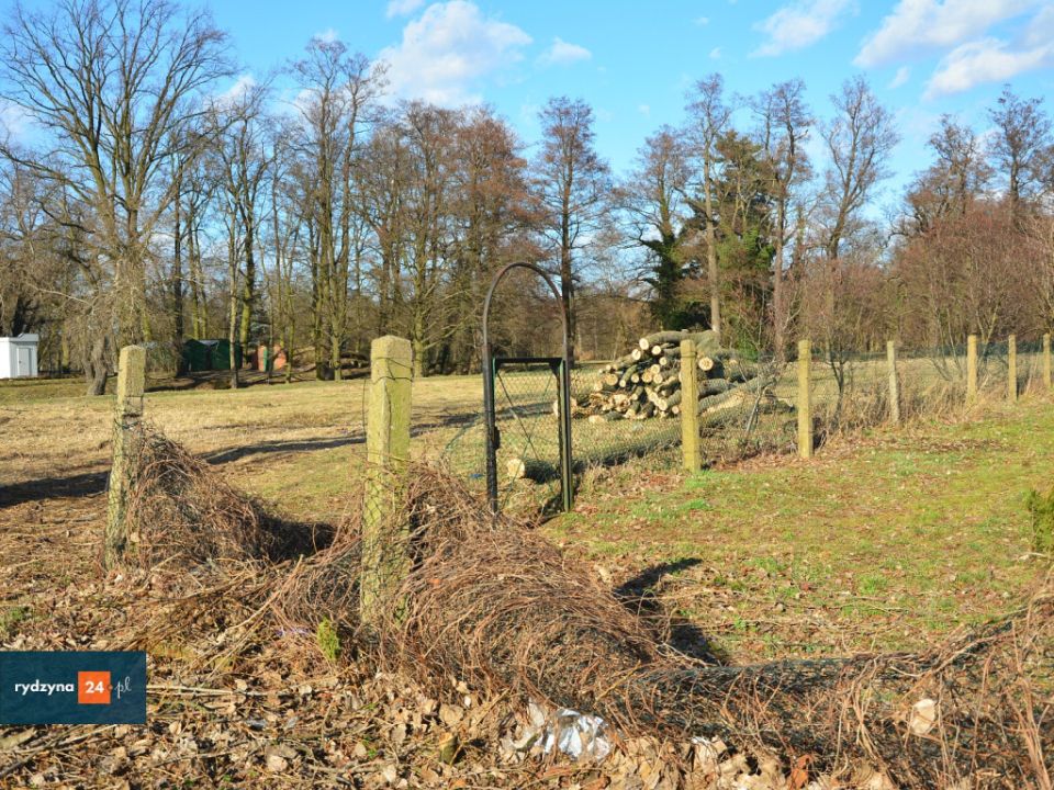 Kto posprząta po wycince drzew?