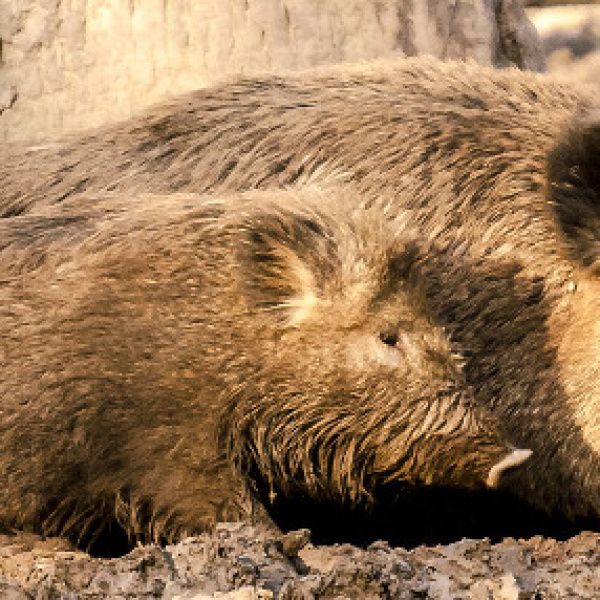 Zwiększony odstrzał dzików oraz jeleni i danieli