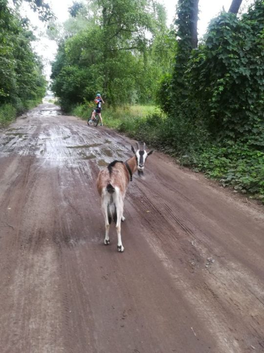 Znaleziono kozę