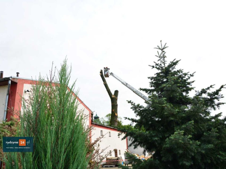 Nie ma już zagrożenia firma Jamalex wycięła topole