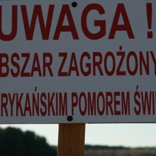 Już ponad sto ognisk ASF w Polsce!