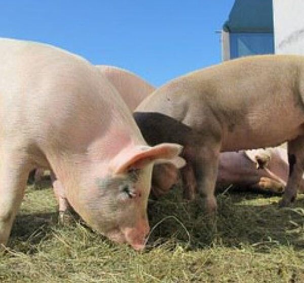  Przypominamy o obowiązku wykonania spisu zwierząt!