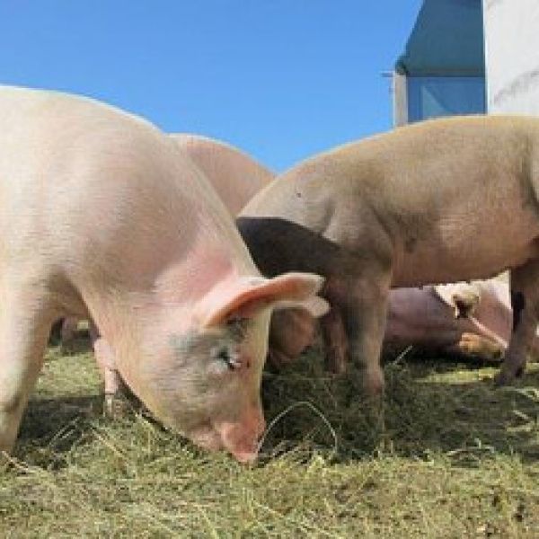 Przypominamy o obowiązku wykonania spisu zwierząt!