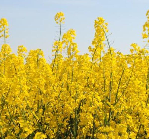  Nowe przepisy uderzą w producentów rzepaku?
