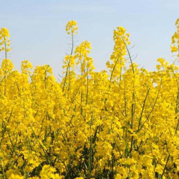 Nowe przepisy uderzą w producentów rzepaku?