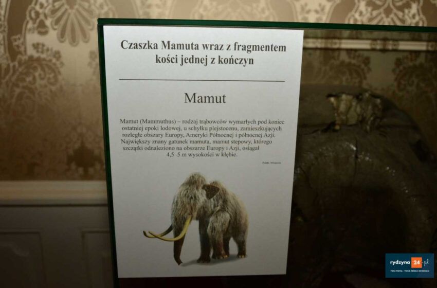  Czaszka mamuta w zamku w Rydzynie