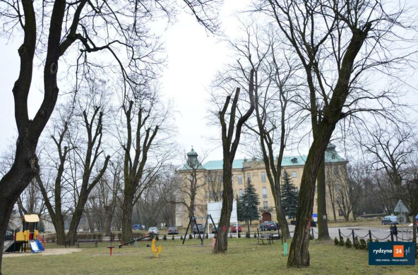  Czy wytną drzewa na placu zabaw ?