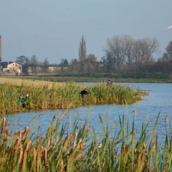 Zebrano śnięte ryby