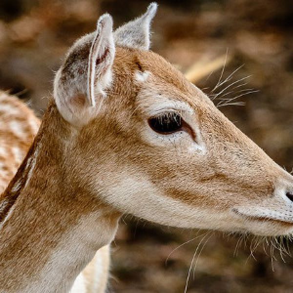 Wielkopolscy sołtysi odmawiają szacowania szkód