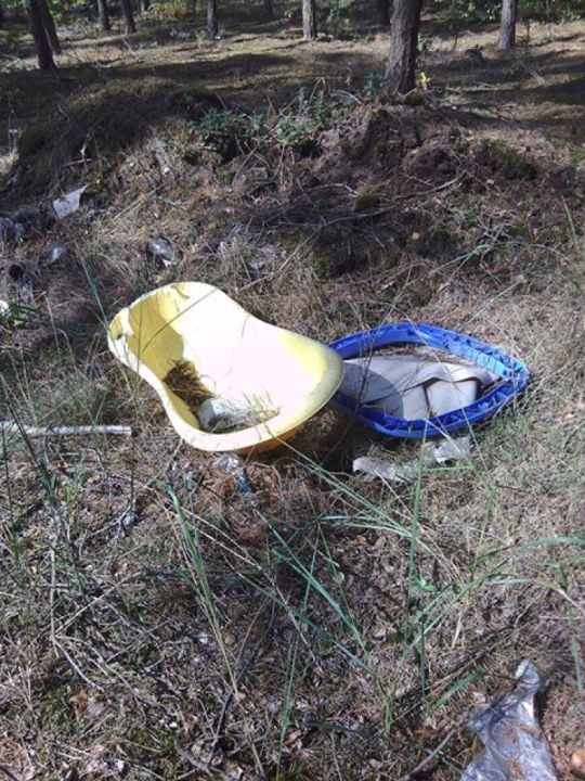 Niecodzienne grzyby w lesie pod Tarnową Łąką