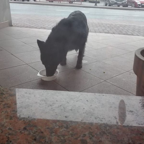 Może ktoś szuka psa?