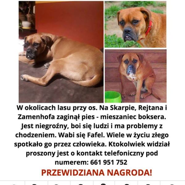 Nadal poszukiwany Fafel