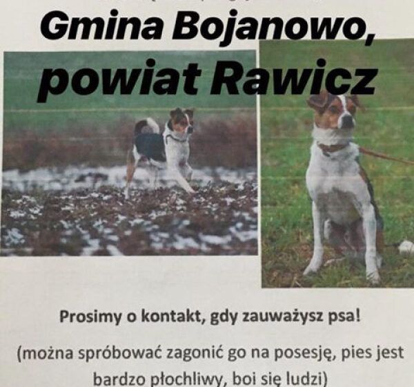  Zaginął Fill