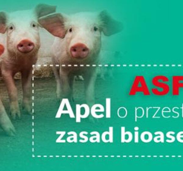  Coraz więcej padłych dzików zakażonych ASF