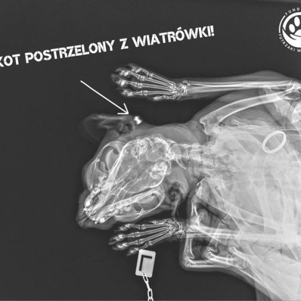 Kto strzela do kotów w Rydzynie