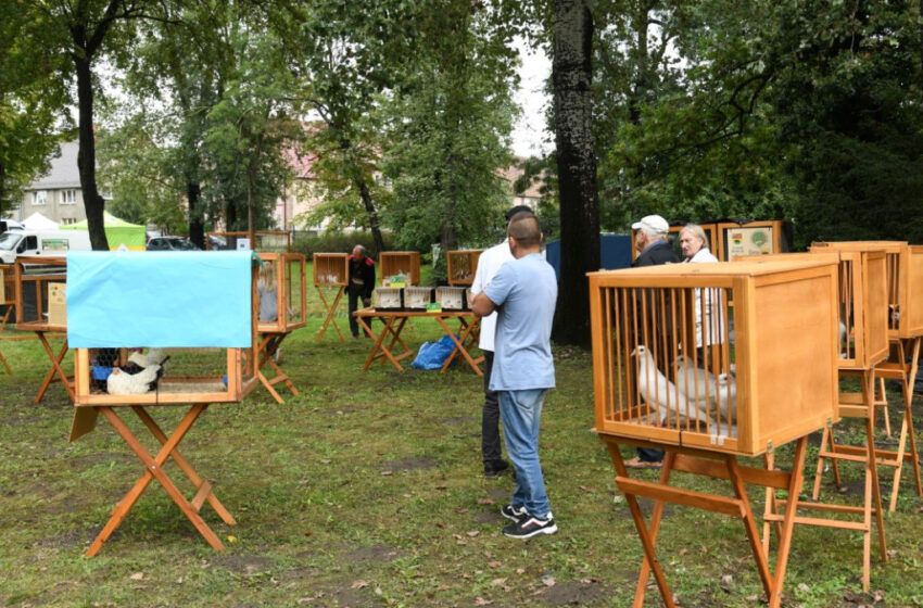  Regionalna kultura i wielkopolskie dziedzictwo zagościły w Gołaszynie