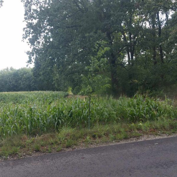 Wandale nie mają wakacji