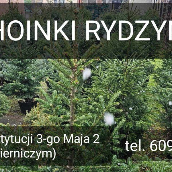 POLECAMY CHOINKI Z RYDZYNY