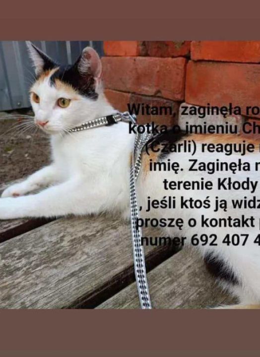Zaginęła kotka w Kłodzie – pomoc w poszukiwaniach