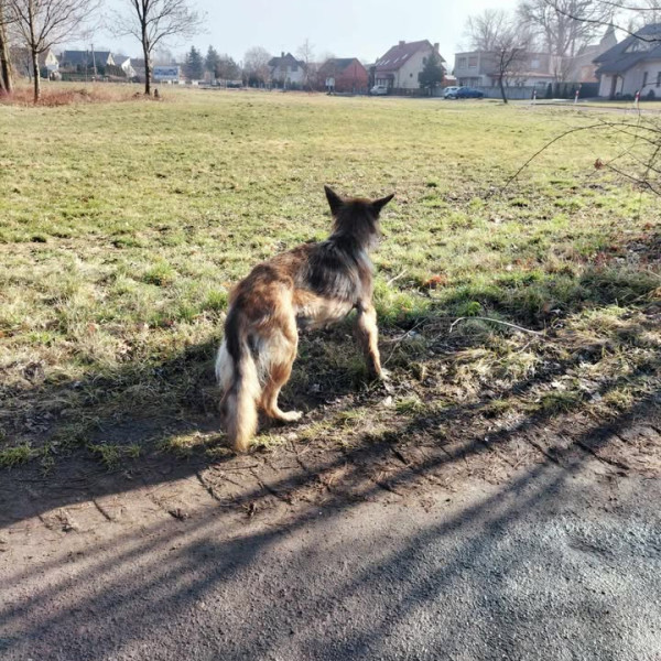 Dwa psy błąkały się w Kaczkowie od kilku dni – duży trafił do schroniska