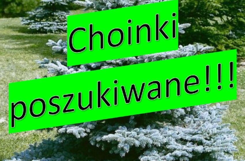  Urząd Miasta i Gminy Rydzyna szuka choinek na święta