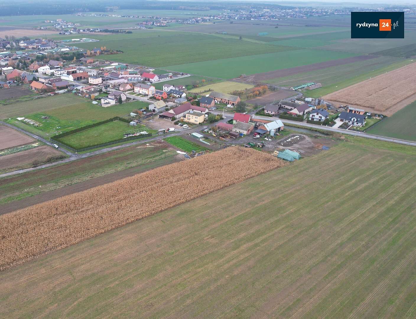 Nielegalna uprawa kukurydzy na gminnej działce w Nowej Wsi